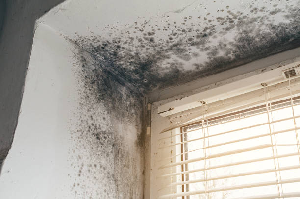 Trusted Crawl Space Mold Removal service in Richmond, IL - Cheap Mold Removal